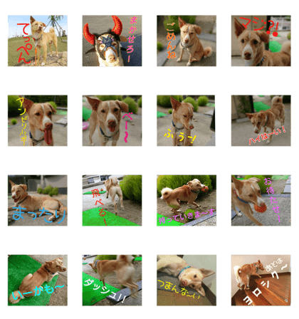 dogwan-8