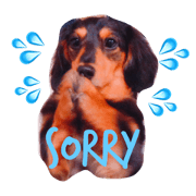 beck Dachshund 1