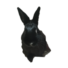 chocolatbunny