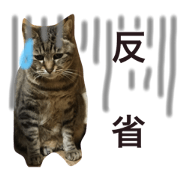 blowntabby