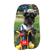 reef.dog.black