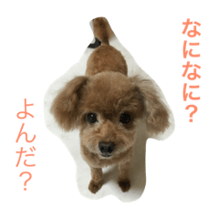 My cute dogs.