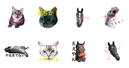 Ichiro and lovely horses