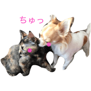 Popular among cat