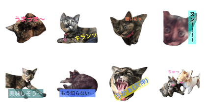 Popular among cat