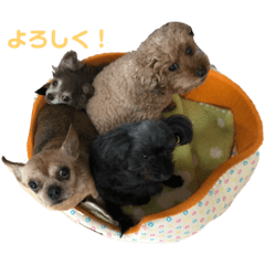 yumechomu_20210807002449