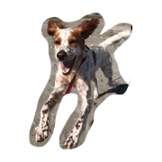 dog English Setter konatsu