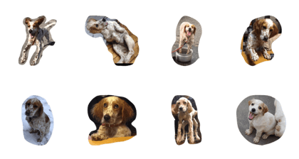 dog English Setter konatsu