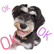 Schnauzer 1