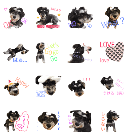 Schnauzer 1