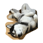 husky _MOMO