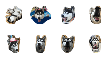 husky _MOMO