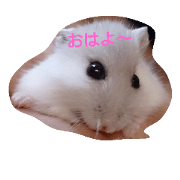Hamuster momochan stamp