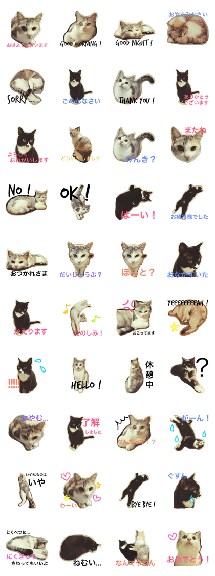 two cats QLEO & misora
