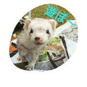 Ferret and view