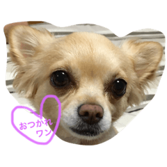 犬&nbsp; &nbsp;チワワ