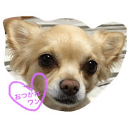 Chiwawa  aroma