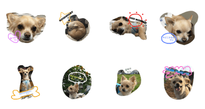 Chiwawa  aroma