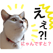 A little polite calico cat