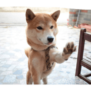 bestdogg