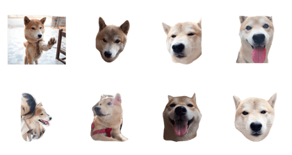 bestdogg