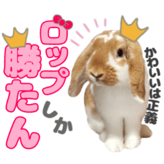 Lop-eared rabbit stickers