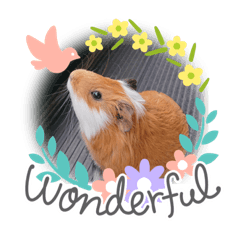 モルモットと猫 Lineクリエイターズスタンプ Stamplist