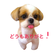 ichikochan