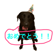 my dogslol