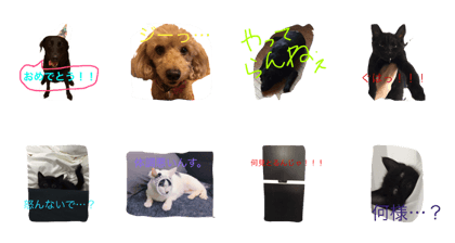 my dogslol