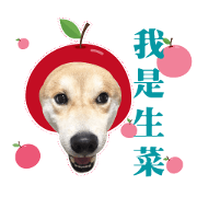 Shiba Inu - Lettuce.