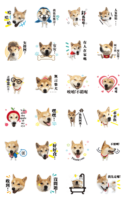 Shiba Inu - Lettuce.