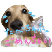 konoha  dachshund