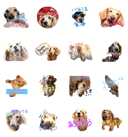 konoha  dachshund