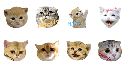 Can Can Cat v.1