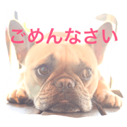 french bulldog seseri san 3