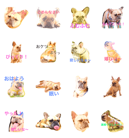 french bulldog seseri san 3