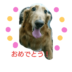 big dachshund kuru-chan Part.2