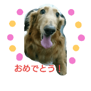 big dachshund kuru-chan Part.2