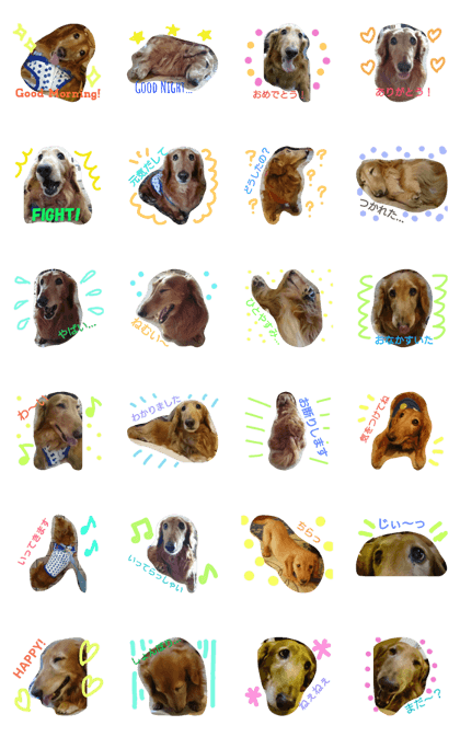 big dachshund kuru-chan Part.2