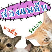 CATS Meaw Meaw