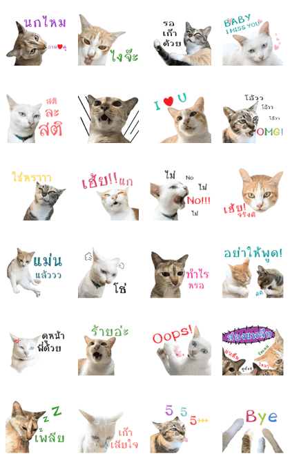 CATS Meaw Meaw