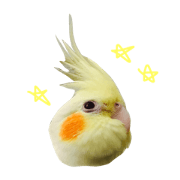 cockatiel Hanma