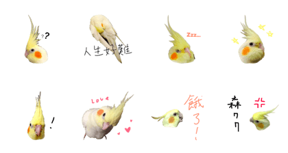 cockatiel Hanma