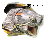 turtle love stamp