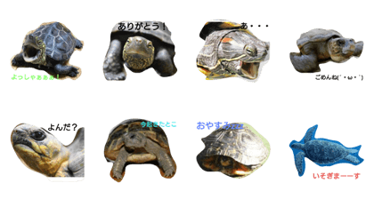 turtle love stamp