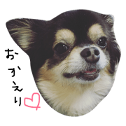 Black Tan Chihuahua RIKU