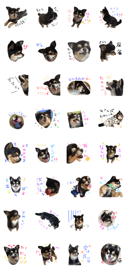 Black Tan Chihuahua RIKU