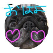 Dog pug2