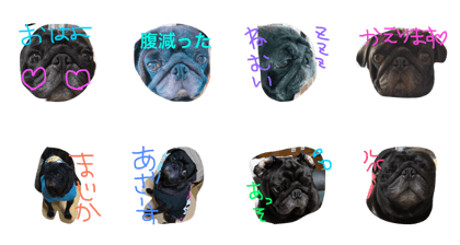 Dog pug2